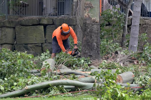 Why Choose Our Tree Removal Services in Hawkins, TX?