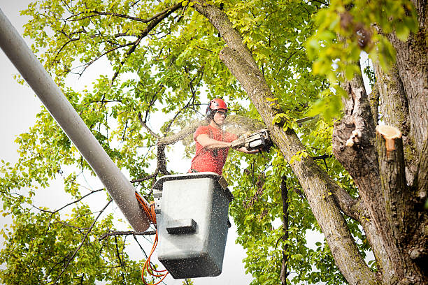 Hawkins, TX  Tree Services Company